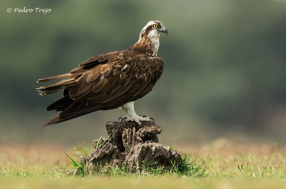 Aguila pescadora (Pandion haliaetus)